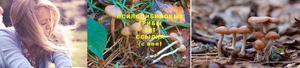 PSILOCYBIN Беломорск